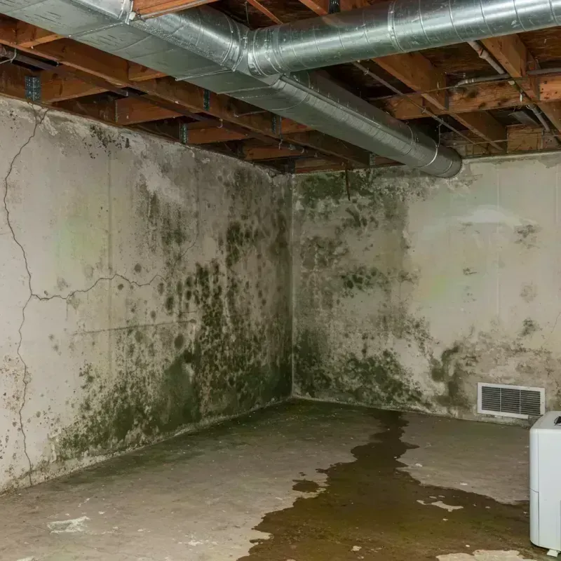 Professional Mold Removal in Manchester, MO